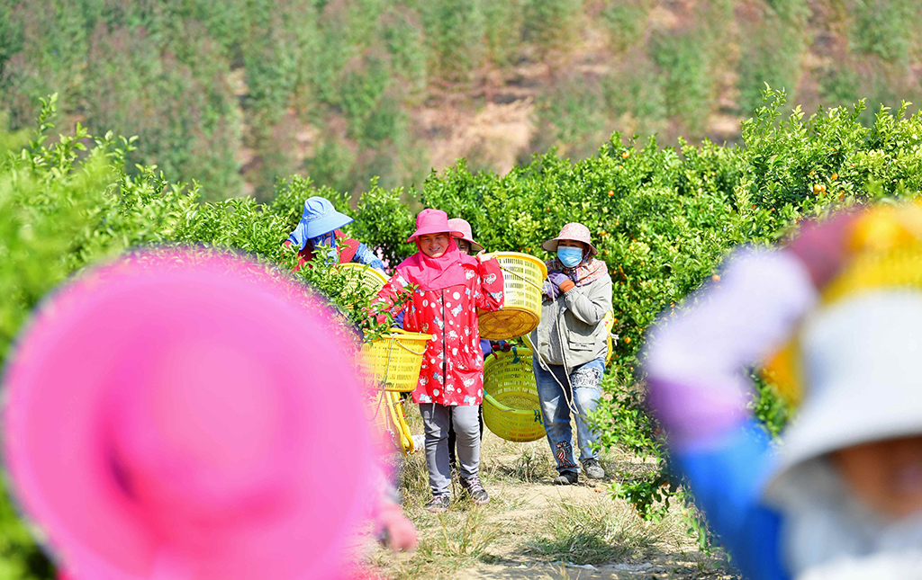 广西鹿寨：活跃在田间地头的娘子军