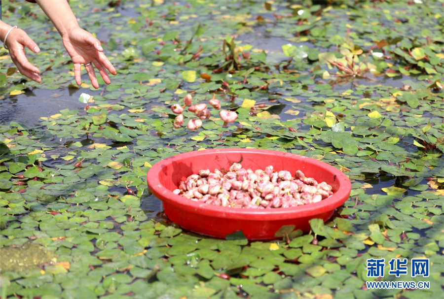 浙江嘉兴：南湖菱歌谱新篇