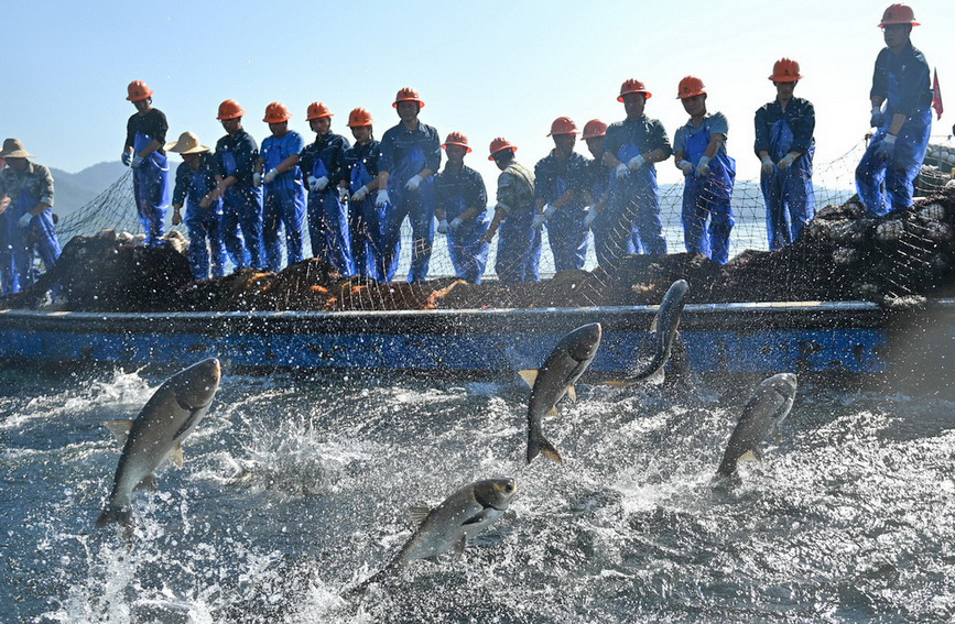 浙江：千岛湖巨网捕鱼迎丰收