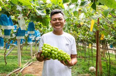 云南弥勒：葡萄飘香引客来