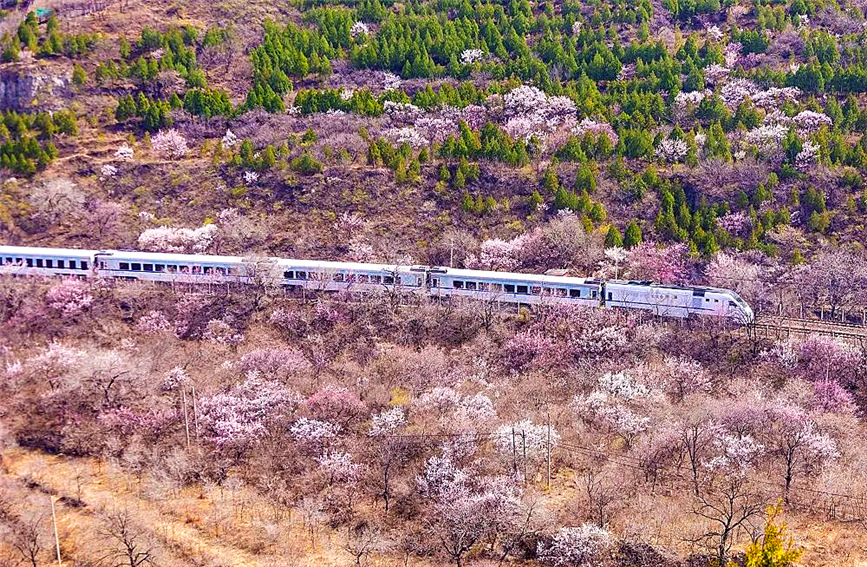 一条“开往春天的列车”带你穿越漫山遍野的花海