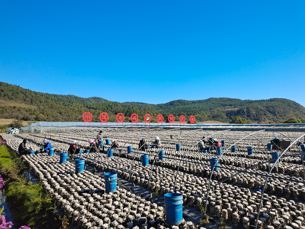 木耳强县“出圈”记