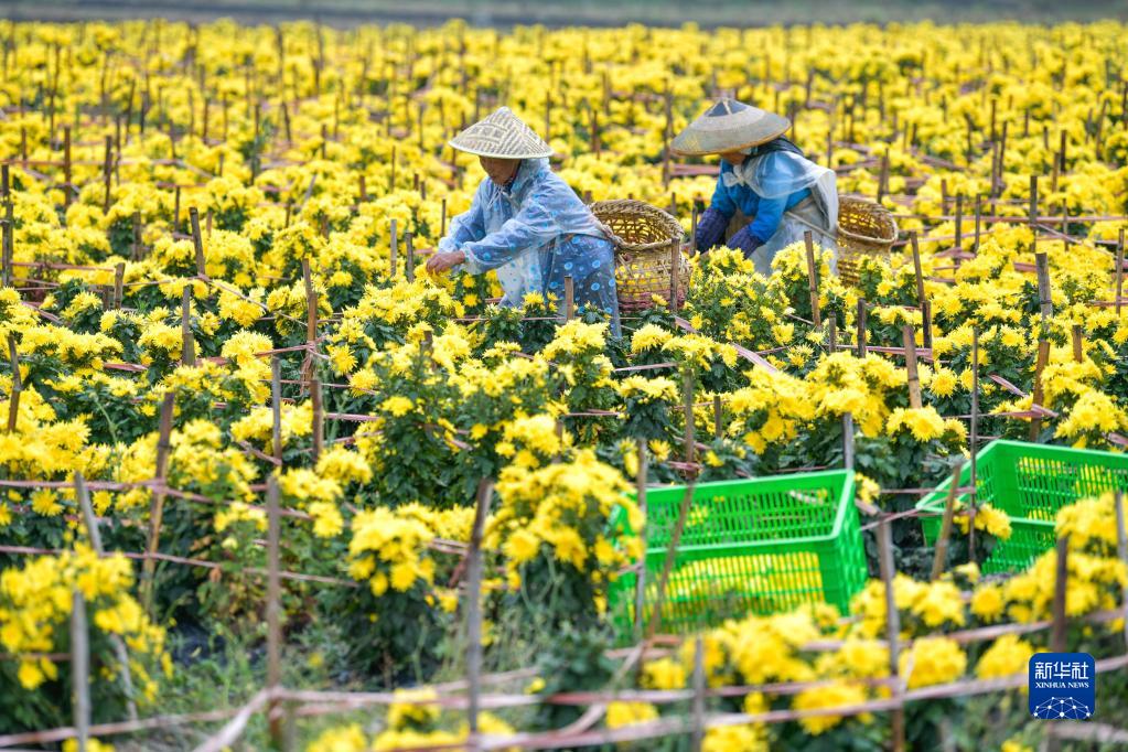 贵州贵定：千亩菊花迎丰收