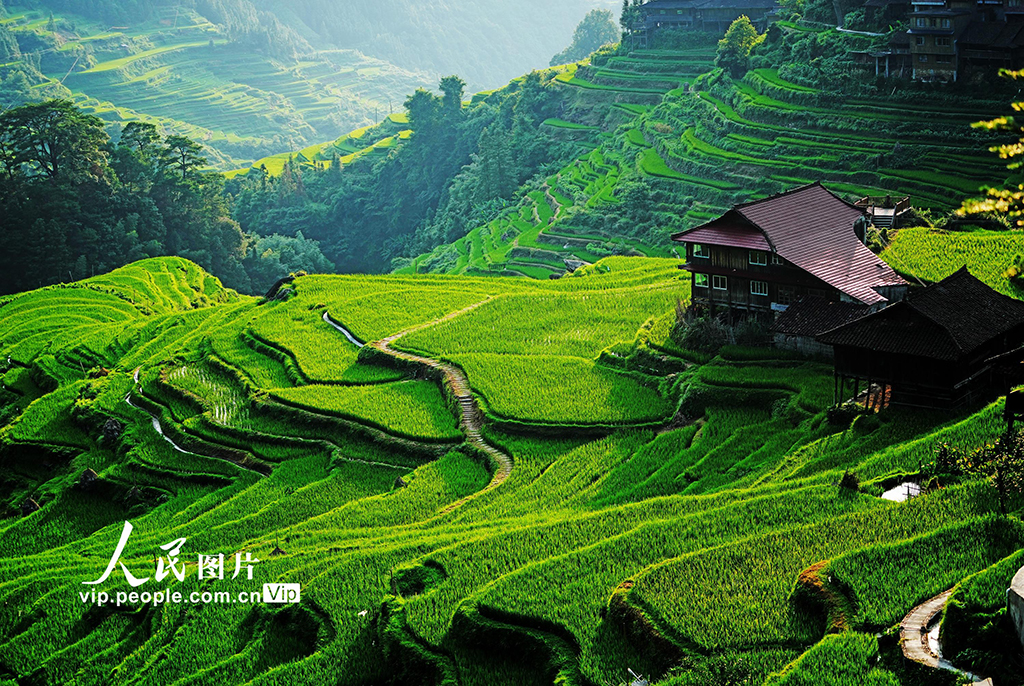 广西融水：苗乡高山梯田丰收在望