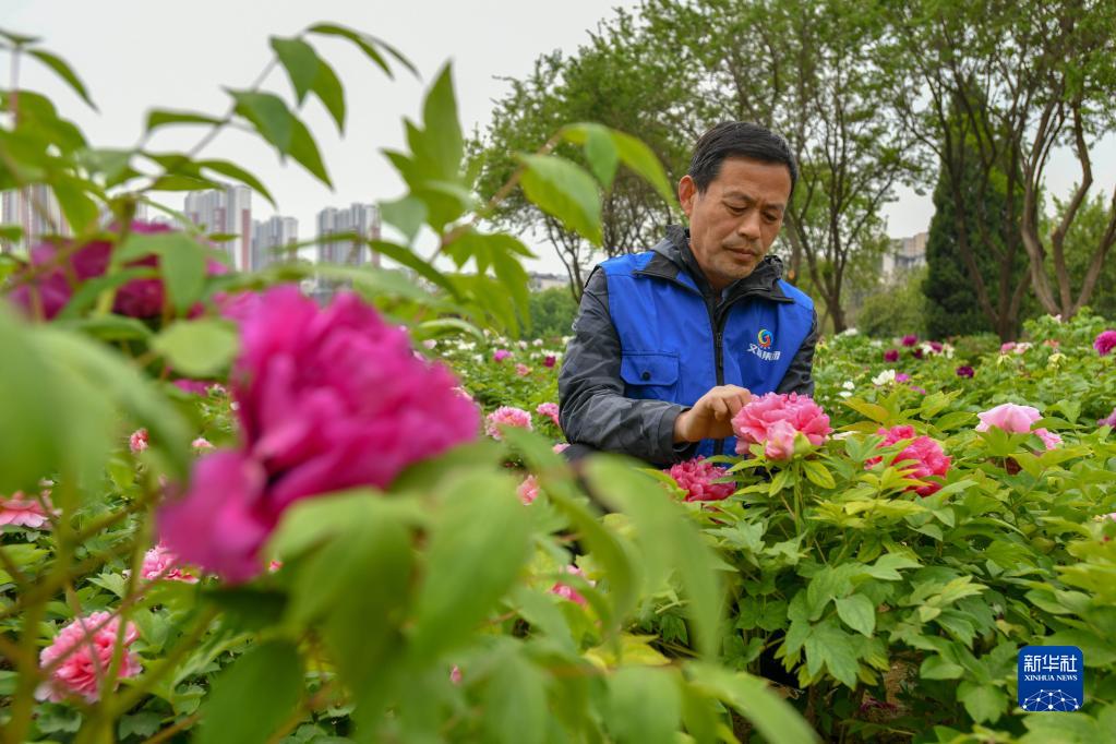 山东菏泽：美丽产业“花”样年华