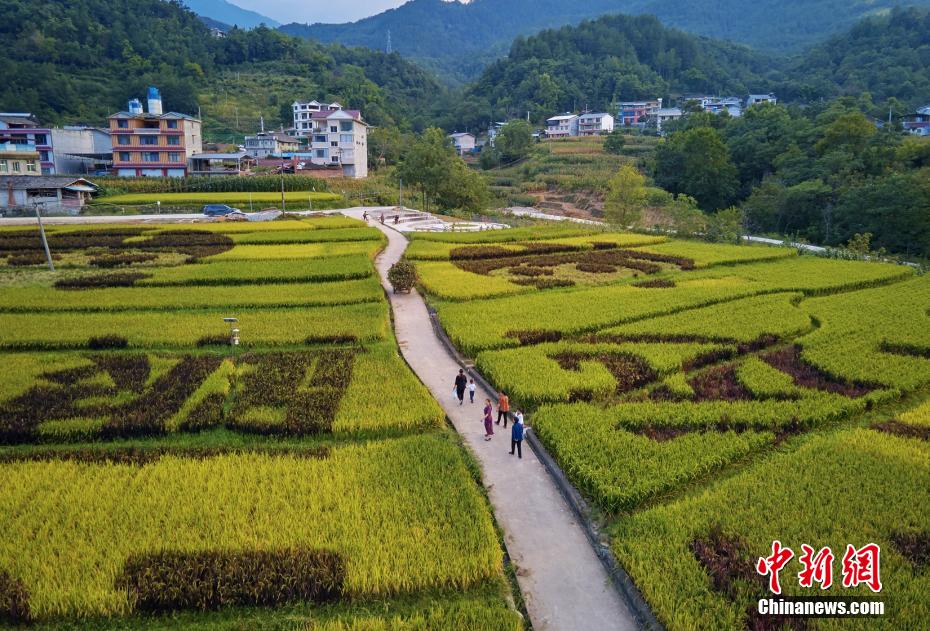 四川平武：金色稻田扮靓美丽乡村