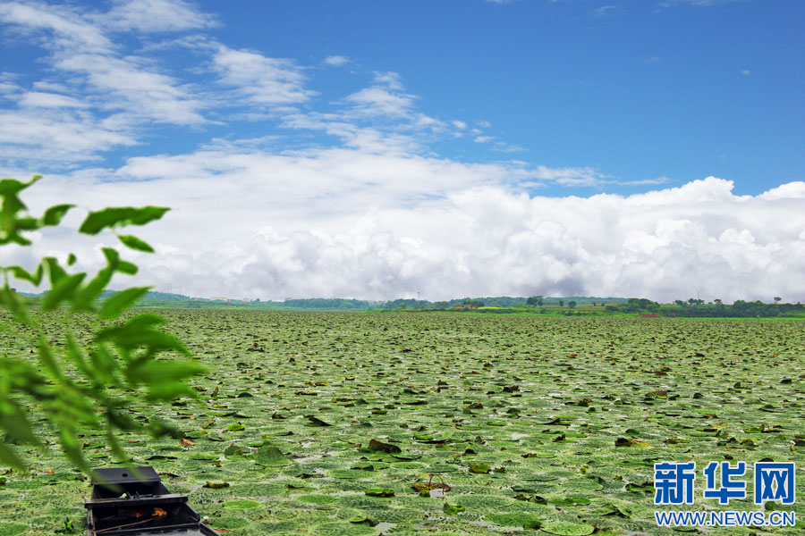 余干芡实：鄱阳湖畔的“水中人参”