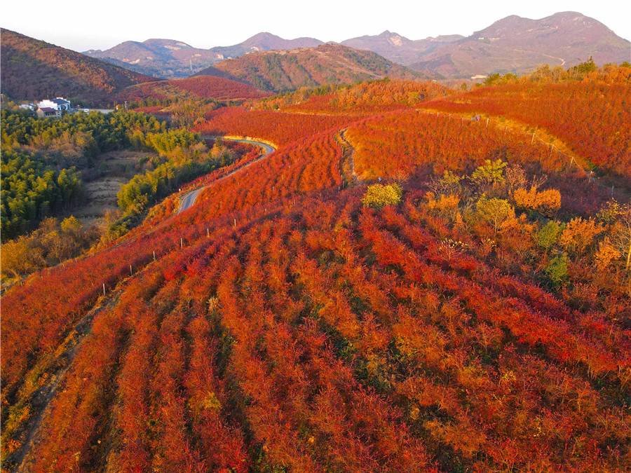 安徽庐江：满山红叶似彩霞