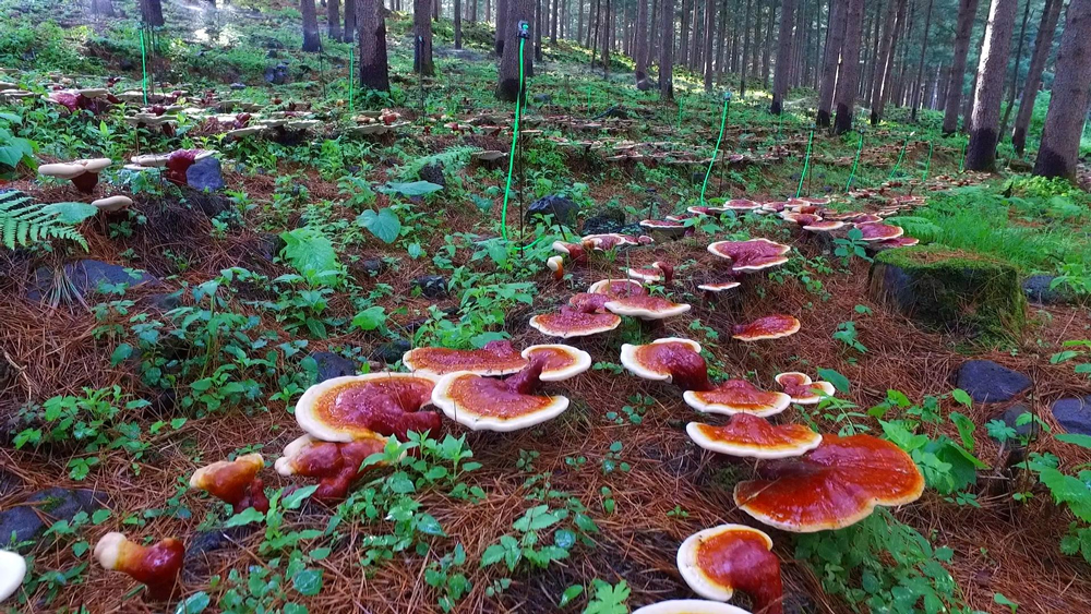 东北小县“仙草”开出致富花