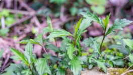 野菜正当时，别让吃鲜成吃“险”