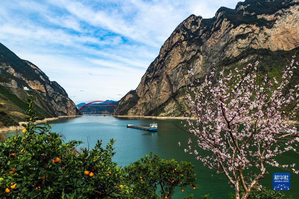 湖北秭归：花艳橙香三峡美