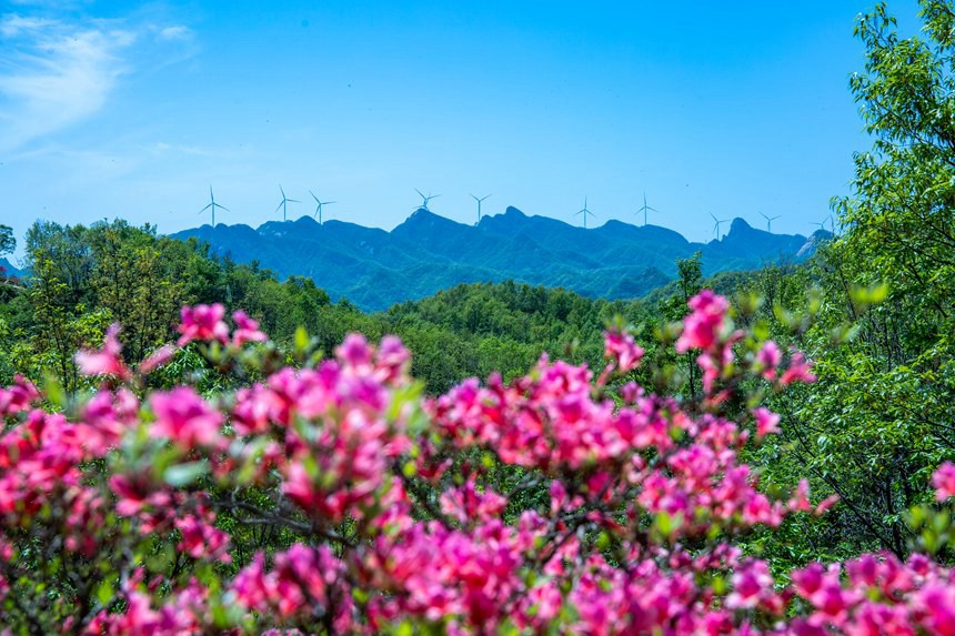 河南鲁山：杜鹃花开满山岗