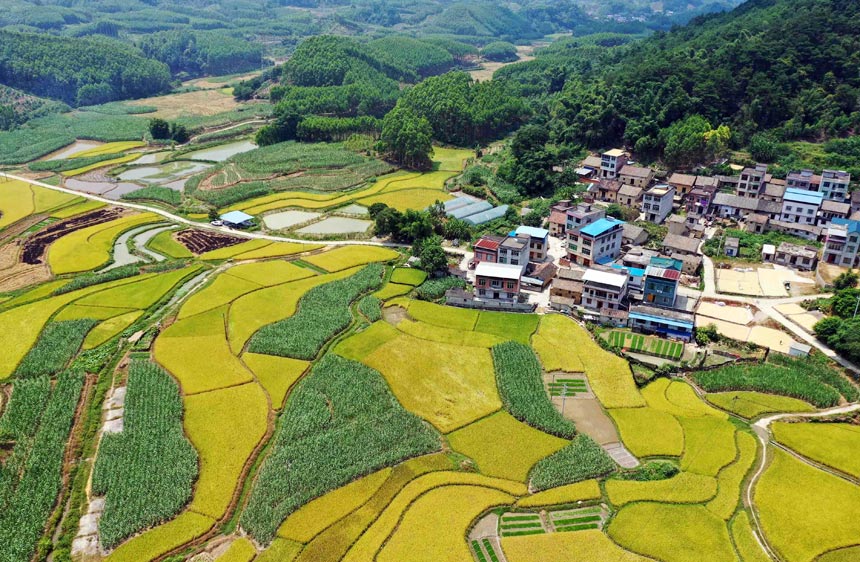 广西：早稻飘香 “丰”景如画