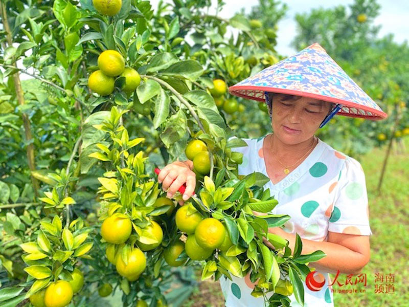 海南琼中：万亩绿橙喜获丰收